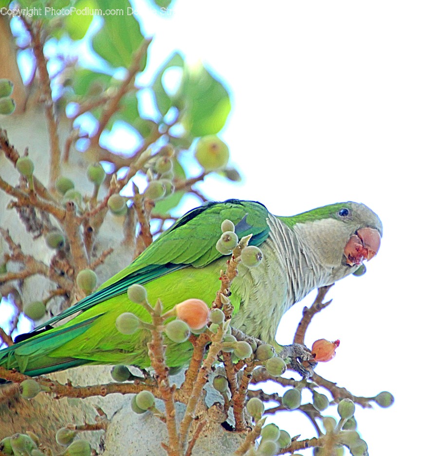 Parakeet, Animal, Bird, Parrot