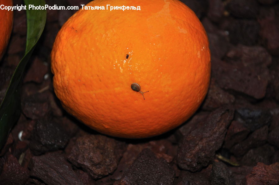 Citrus Fruit, Fruit, Grapefruit, Food