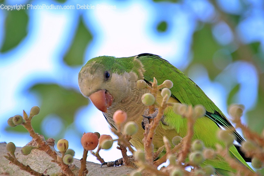 Parakeet, Animal, Parrot, Bird