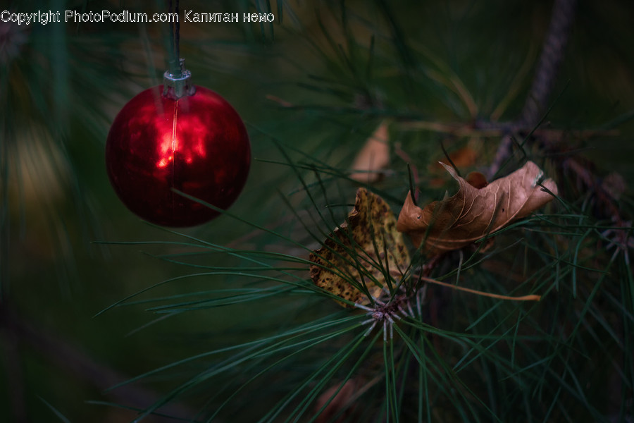 Plant, Tree, Ornament, Animal, Bird