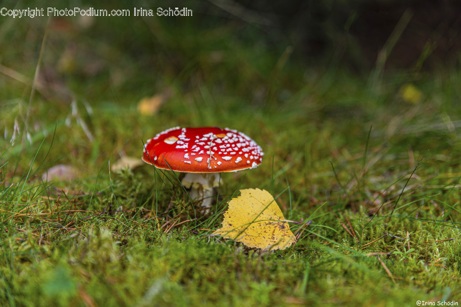 Fungus, Plant, Amanita, Mushroom, Agaric