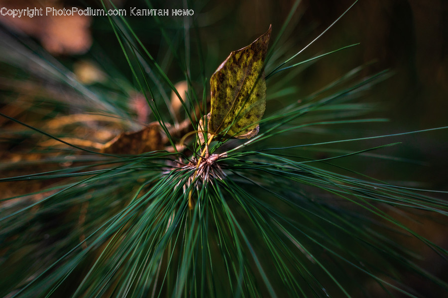 Plant, Tree, Pine, Conifer, Vegetation