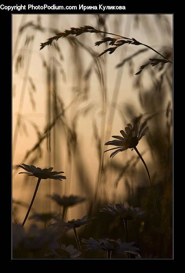Cosmos, Plant, Potted Plant, Field, Grass, Grassland, Weed