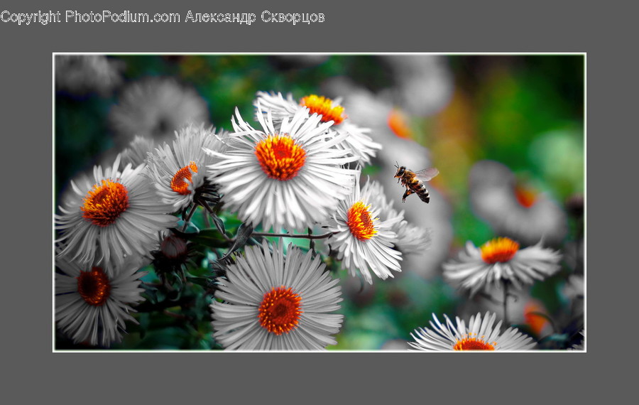Plant, Blossom, Daisies, Flower, Daisy