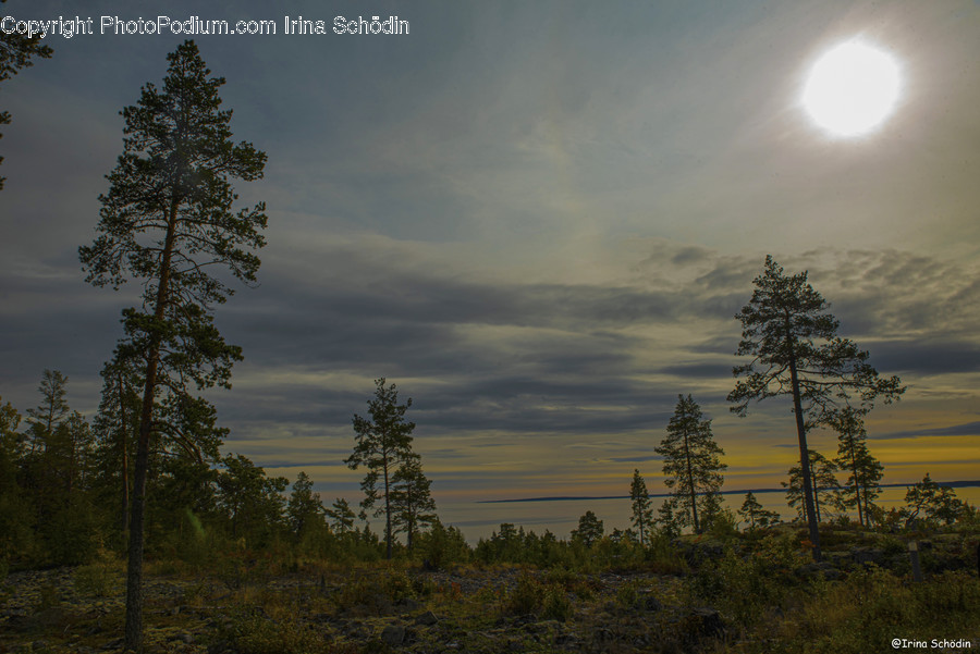 Tree, Plant, Abies, Fir, Conifer
