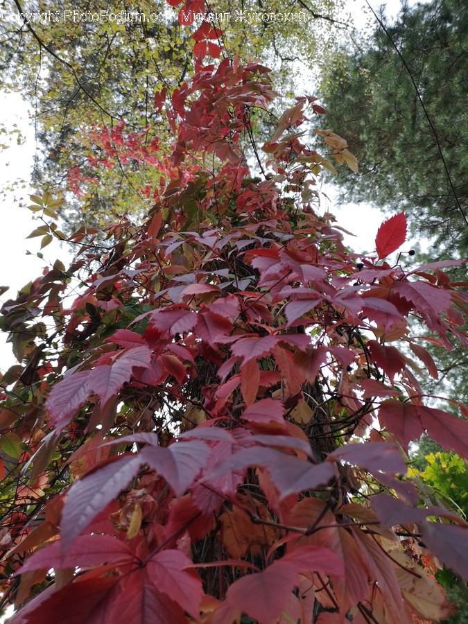 Plant, Leaf, Tree, Maple, Maple Leaf