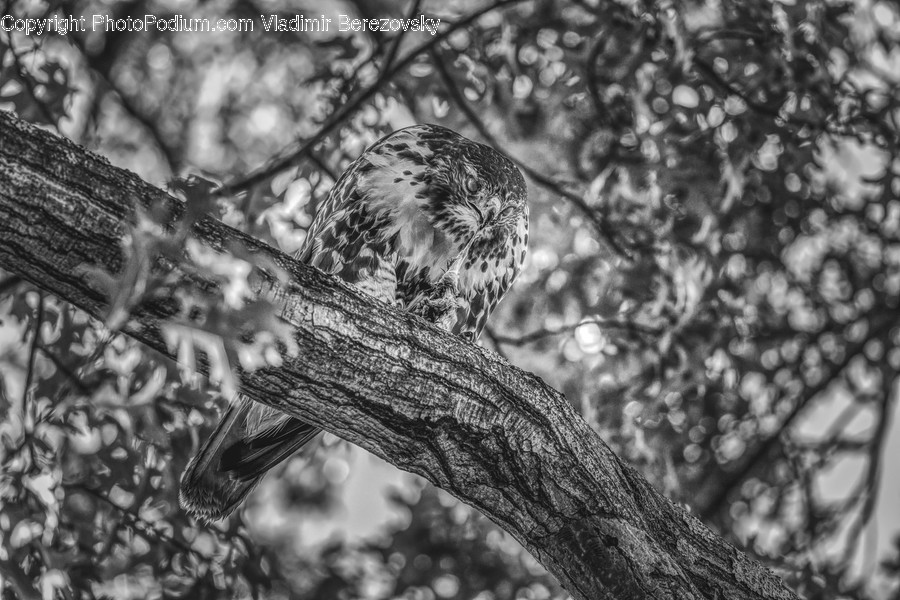 Animal, Bird, Owl, Accipiter, Reptile