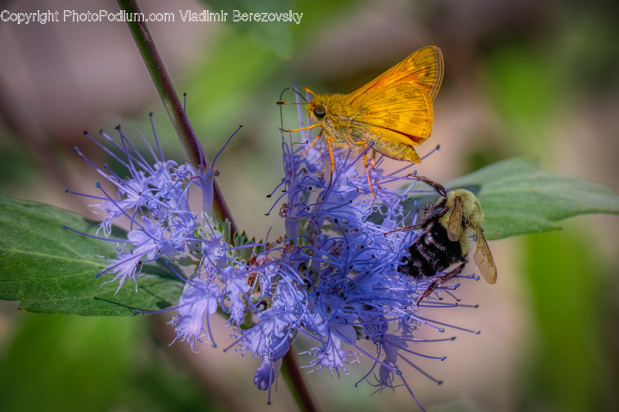 Plant, Invertebrate, Animal, Insect, Flower