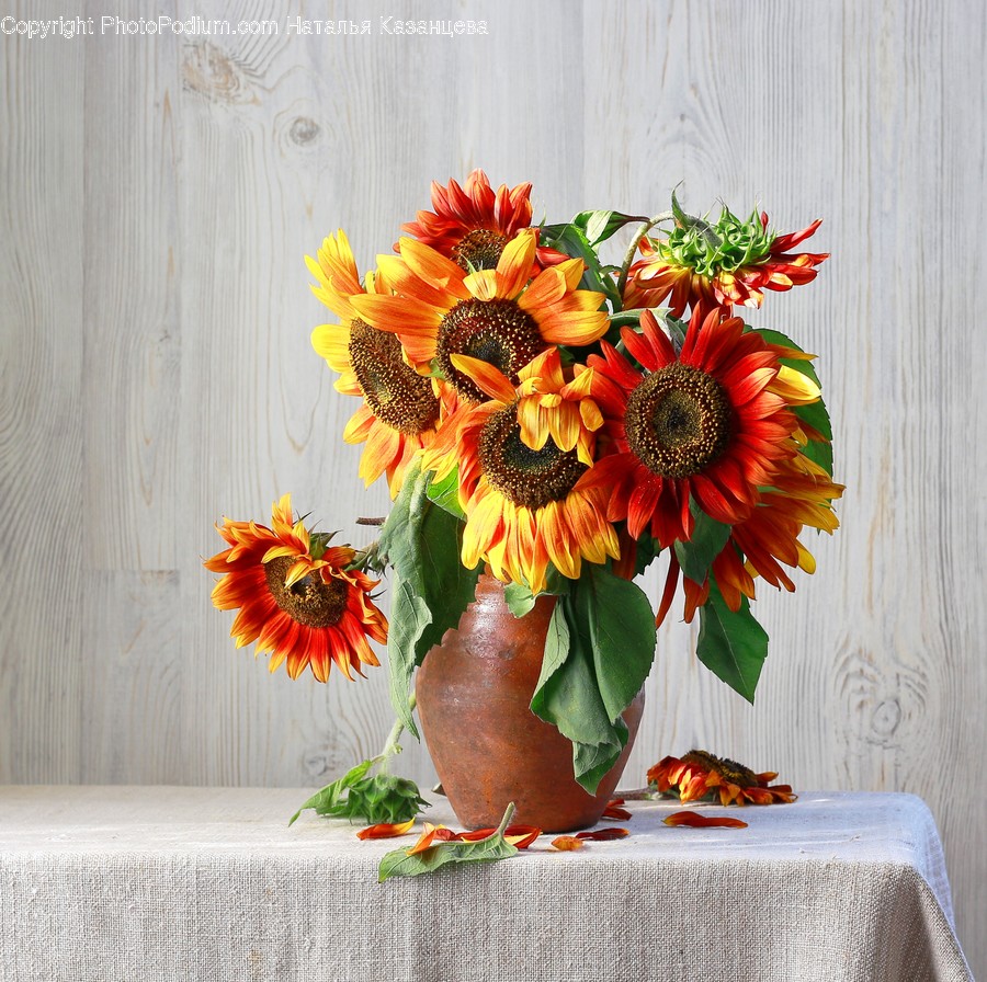 Plant, Pattern, Graphics, Art, Floral Design