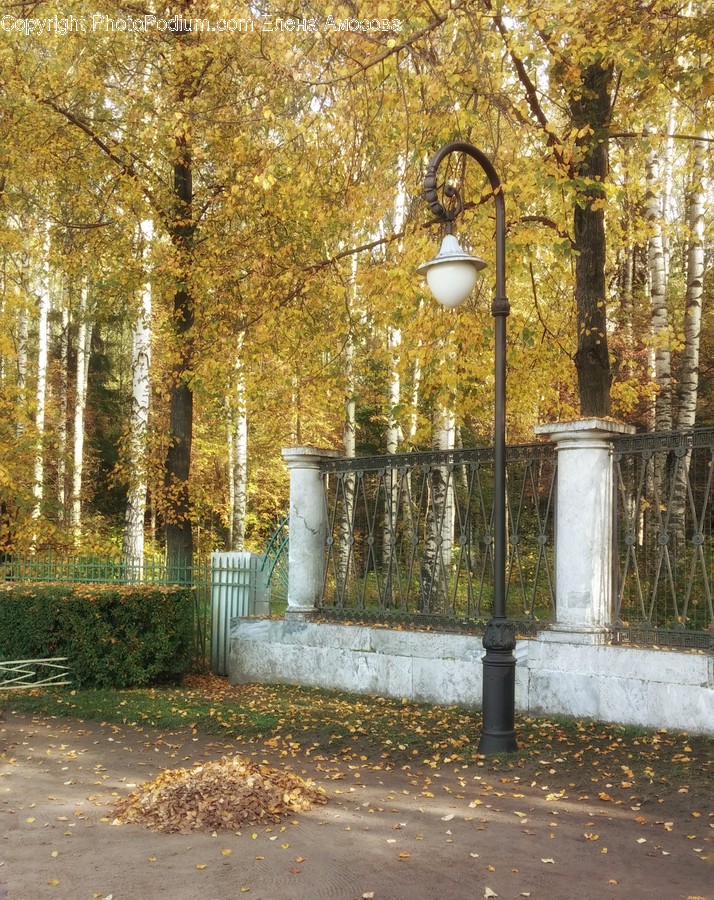 Plant, Tree, Porch, Lamp Post, Flagstone