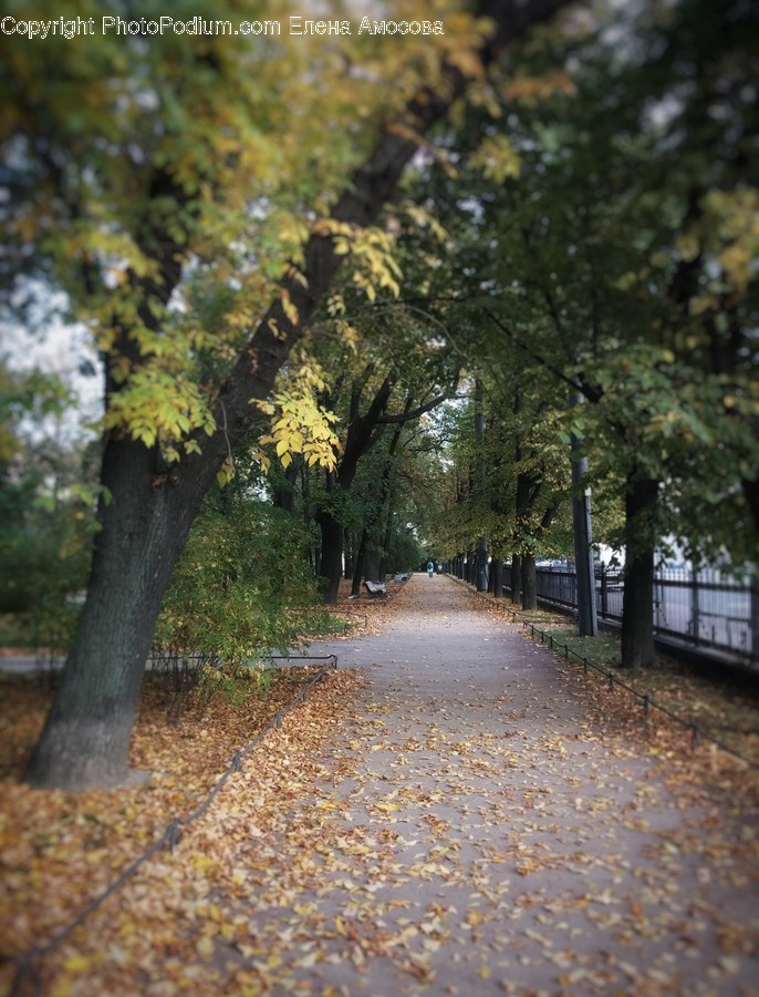 Tree, Plant, Tree Trunk, Tarmac, Asphalt