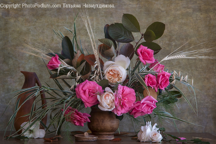 Floral Design, Graphics, Art, Pattern, Plant