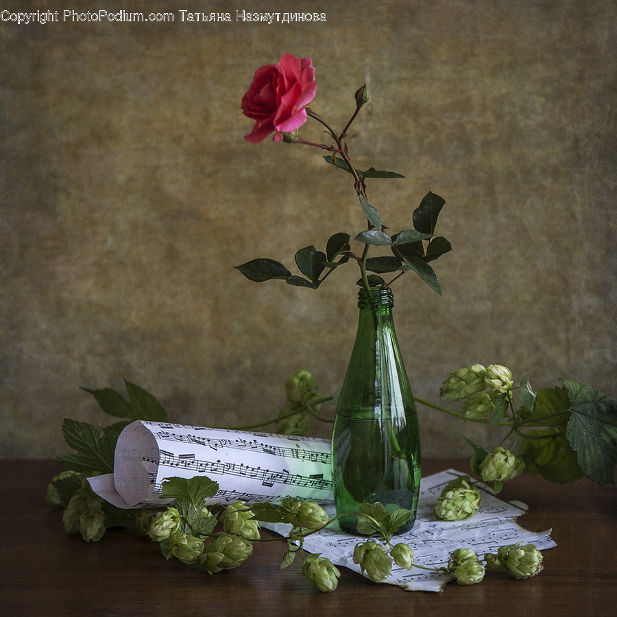 Plant, Flower, Pottery, Flower Arrangement, Blossom