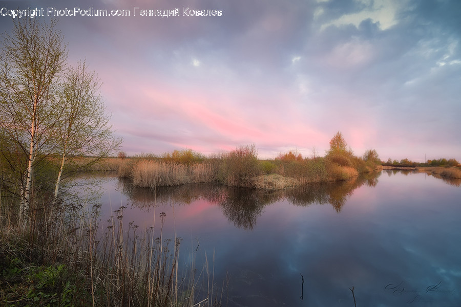 Nature, Water, Outdoors, Grass, Plant