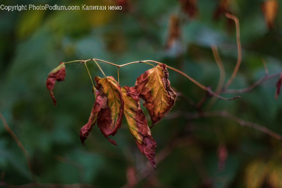 Veins, Plant, Leaf, Insect, Invertebrate