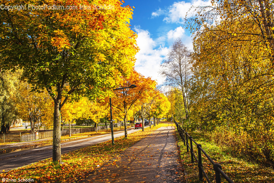 Tree, Plant, Path, Leaf, Asphalt