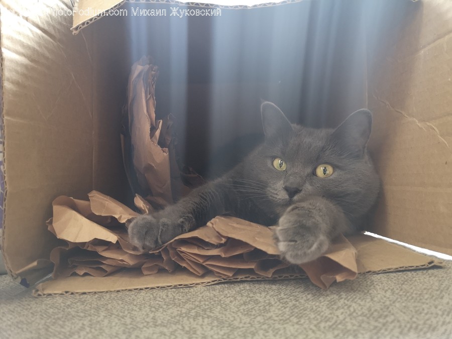 Pet, Cat, Mammal, Animal, Furniture