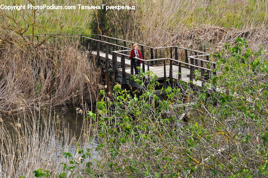 Land, Marsh, Outdoors, Swamp, Water, Pond, Field