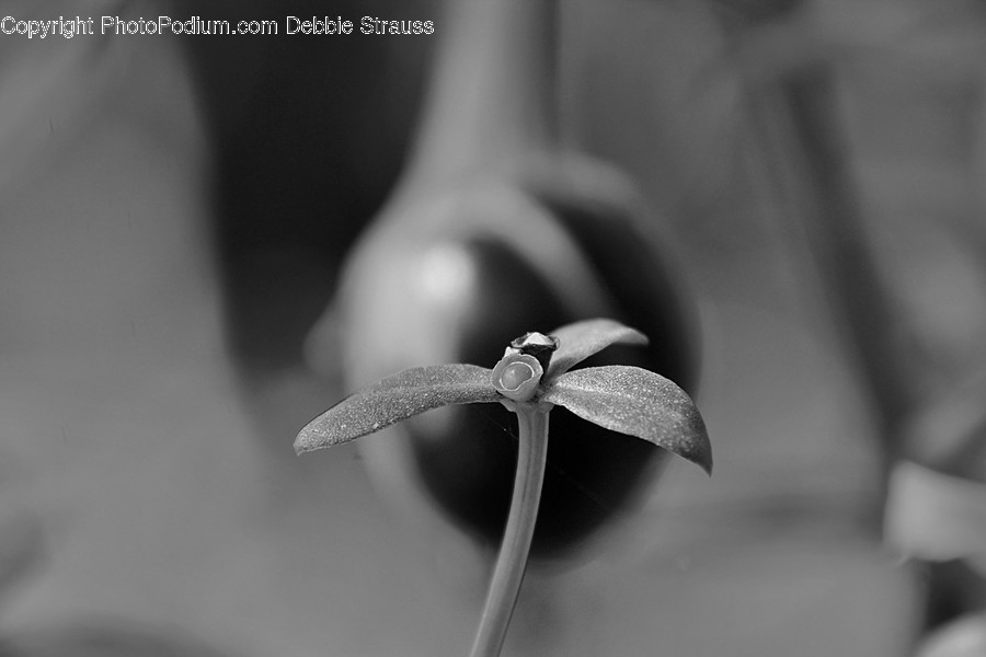 Plant, Finger, Flower, Blossom, Pollen