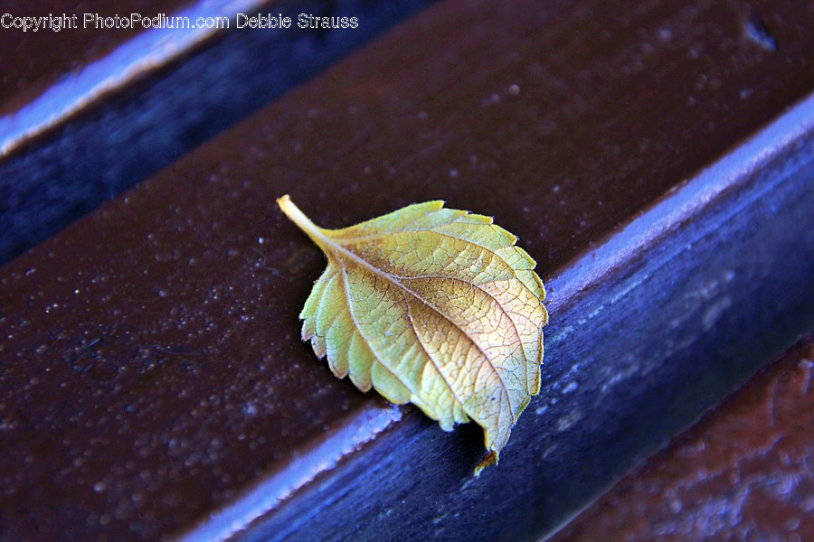 Plant, Leaf, Veins, Invertebrate, Animal