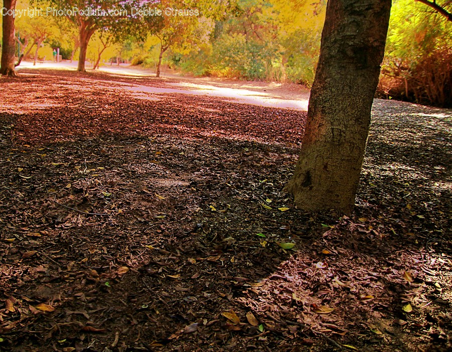 Ground, Plant, Tree, Tree Trunk, Leaf