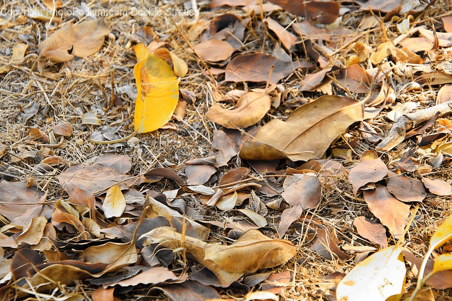Ground, Leaf, Plant, Fungus, Animal