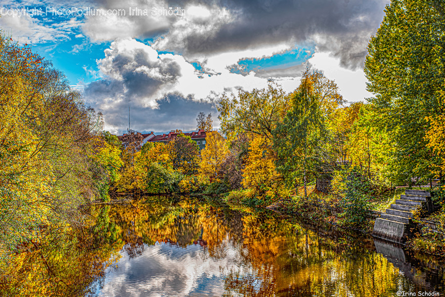 Nature, Water, Tree, Plant, Outdoors