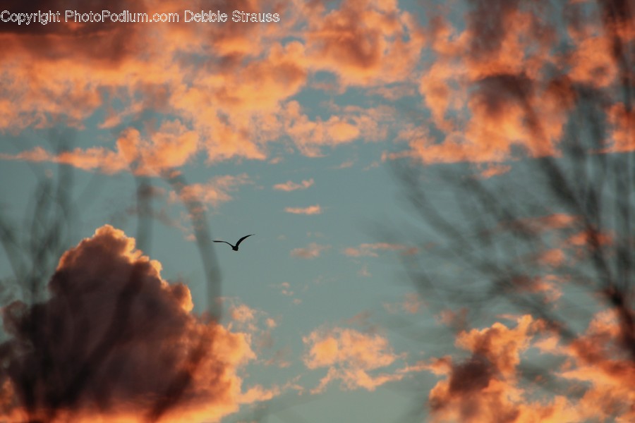 Flying, Animal, Bird, Nature, Outdoors