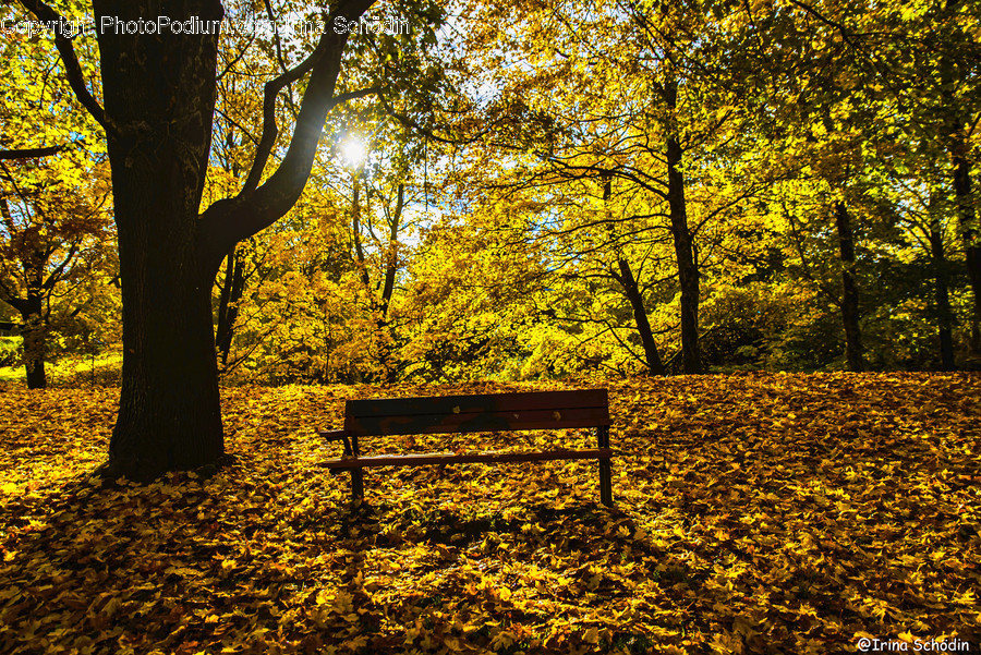 Plant, Tree, Tree Trunk, Furniture, Bench