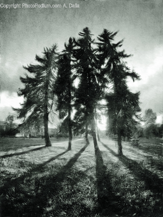 Tree, Plant, Abies, Fir, Nature