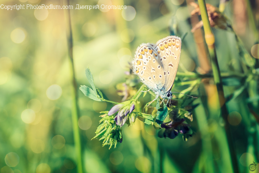 Insect, Invertebrate, Animal, Butterfly, Photo
