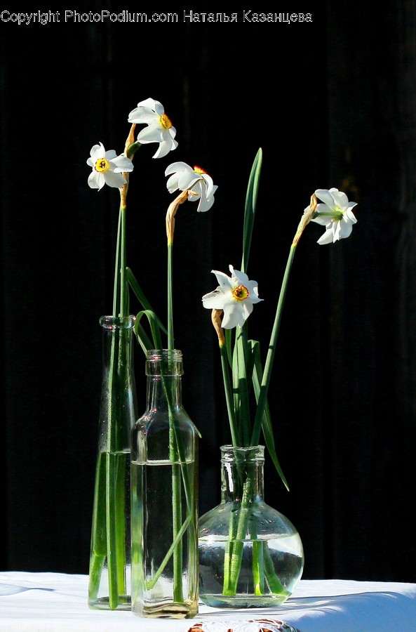 Plant, Blossom, Flower, Pottery, Jar