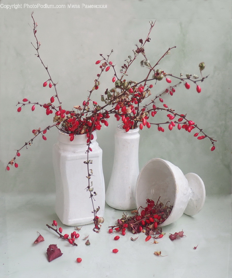 Plant, Jar, Pottery, Vase, Flower