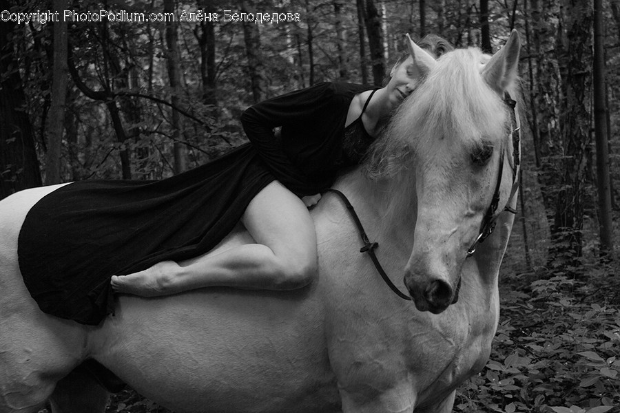 Mammal, Horse, Animal, Human, Person