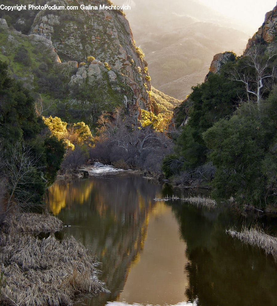 Creek, Outdoors, River, Water, Forest, Vegetation, Bush