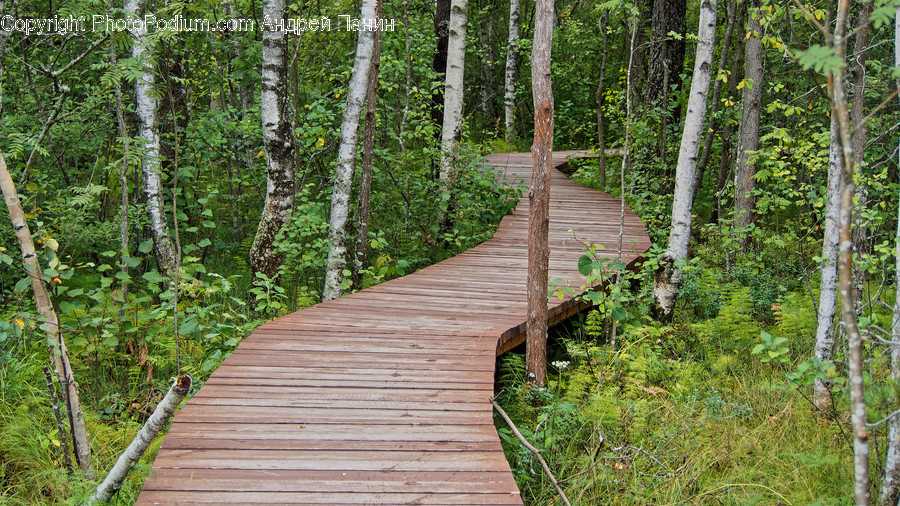Building, Boardwalk, Bridge, Path, Trail