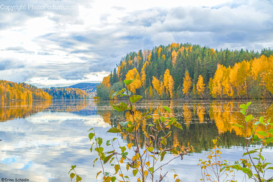 Tree, Plant, Conifer, Larch, Fir