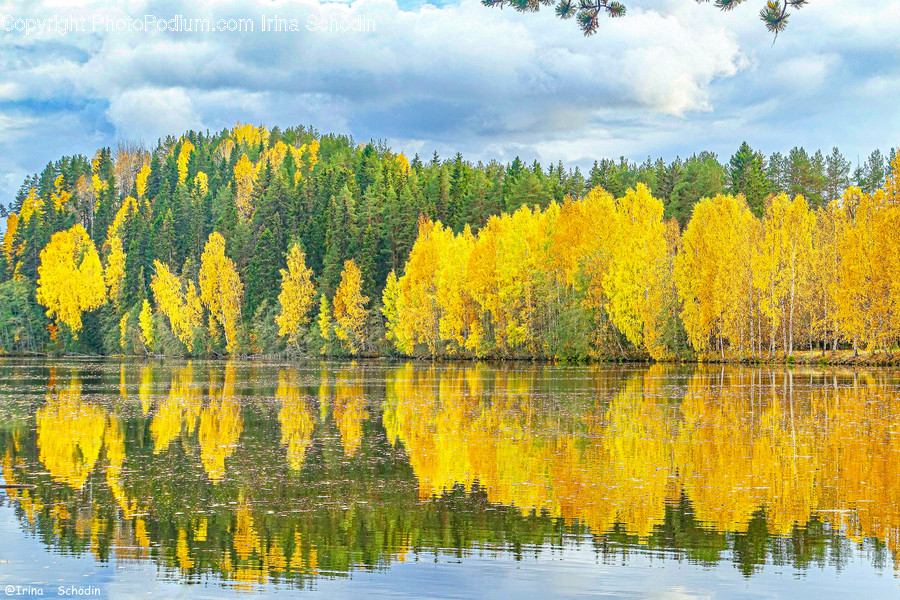 Tree, Plant, Conifer, Water, Larch