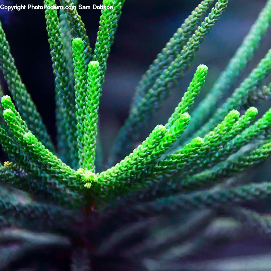 Aloe, Plant, Conifer, Fir, Tree, Fern, Blossom