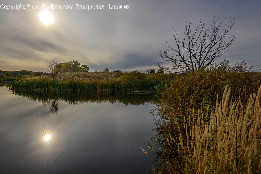 Water, Plant, Grass, Nature, Outdoors