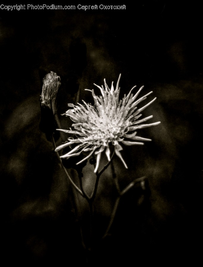 Plant, Flower, Blossom, Vegetation, Pollen