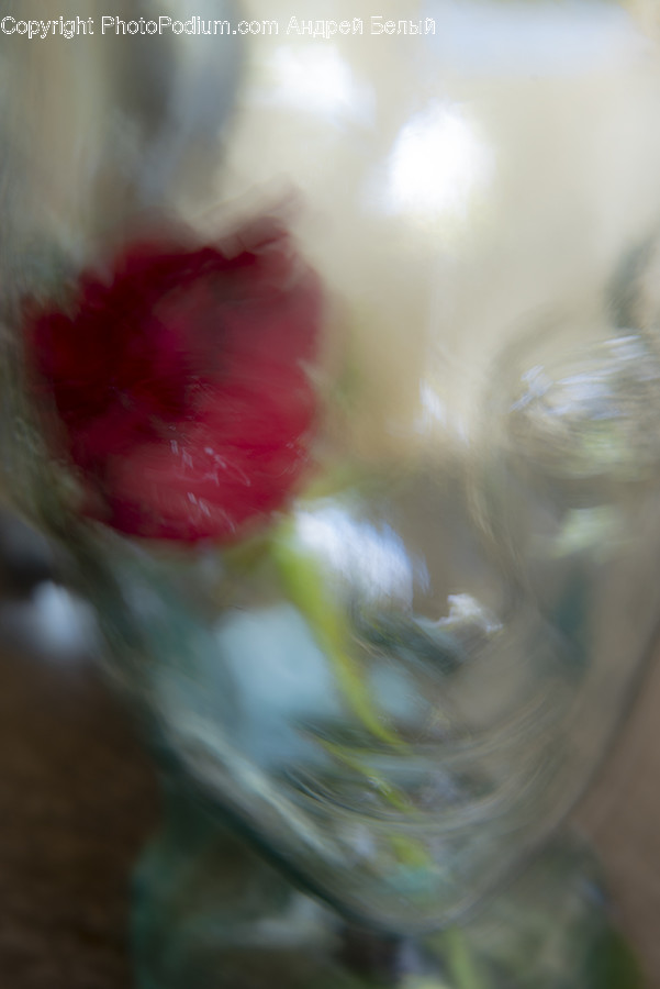 Plant, Flower, Blossom, Confectionery, Sweets