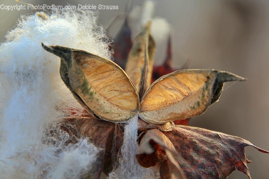 Plant, Leaf, Invertebrate, Animal, Butterfly