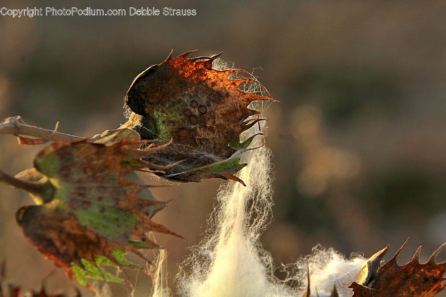 Plant, Invertebrate, Animal, Insect, Photo