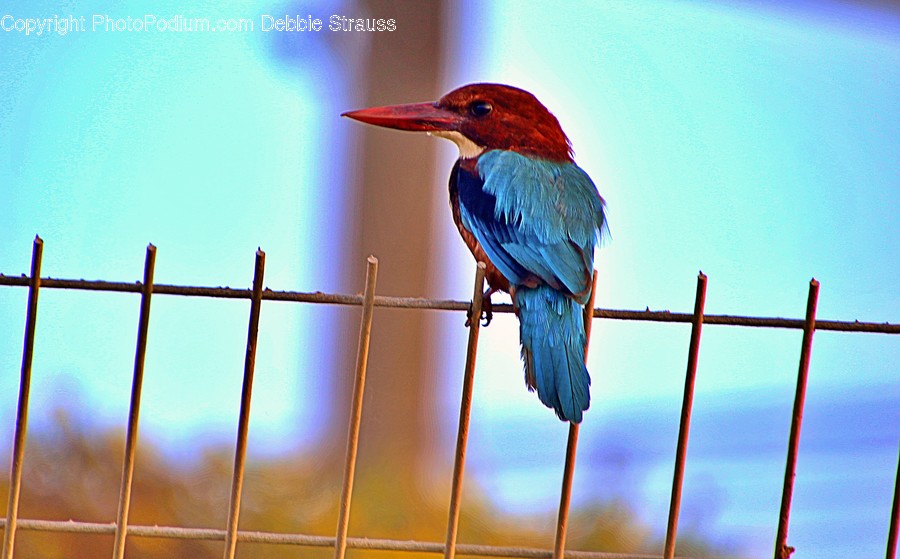Bird, Bee Eater, Animal, Jay, Bluebird