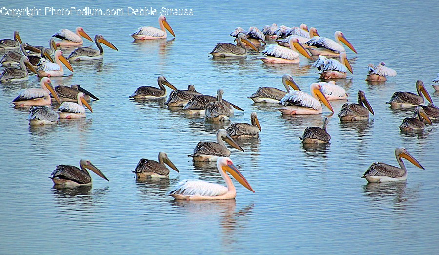 Flock, Animal, Bird, Outdoors, Nature