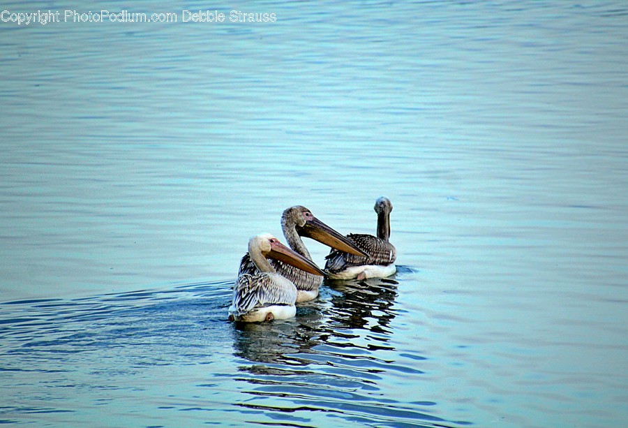 Water, Outdoors, Ripple, Bird, Animal