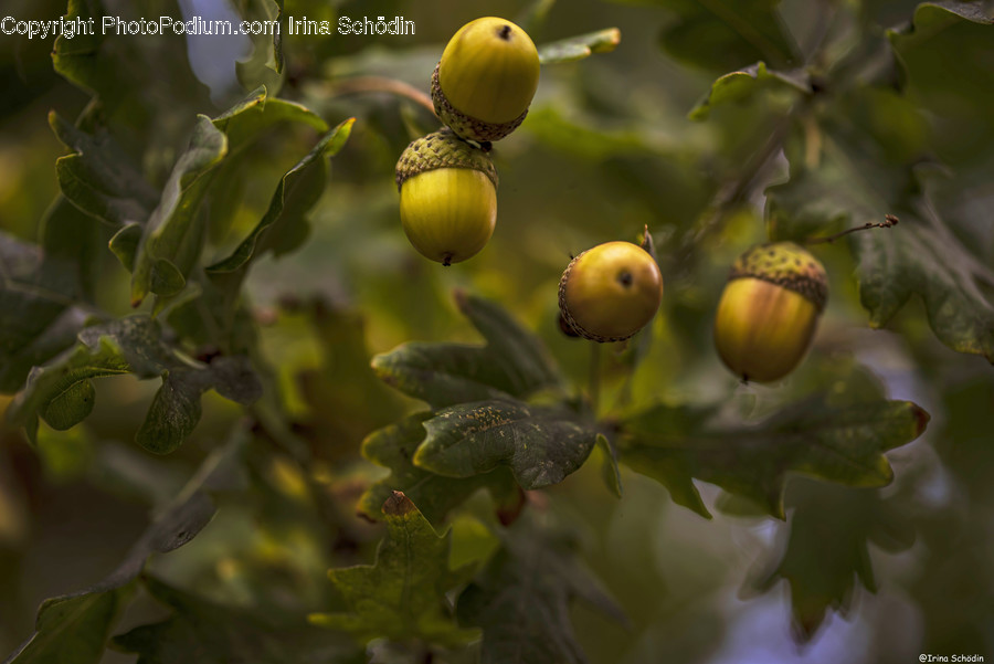 Plant, Produce, Food, Vegetable, Seed