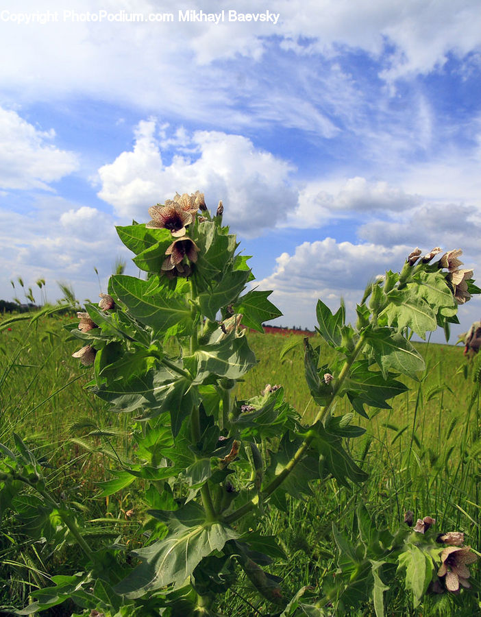 Plant, Vegetation, Field, Grass, Grassland, Blossom, Flora