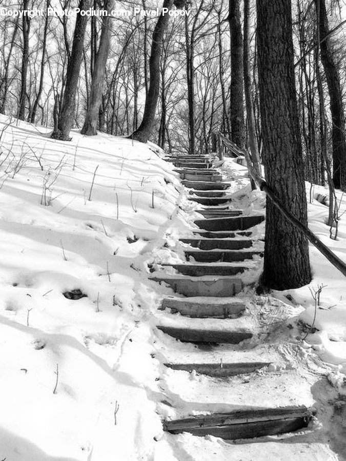 Path, Trail, Ice, Outdoors, Snow, Forest, Vegetation